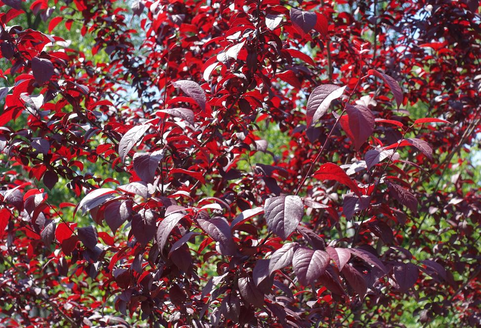 Prunus cerasifera 'pissardii'