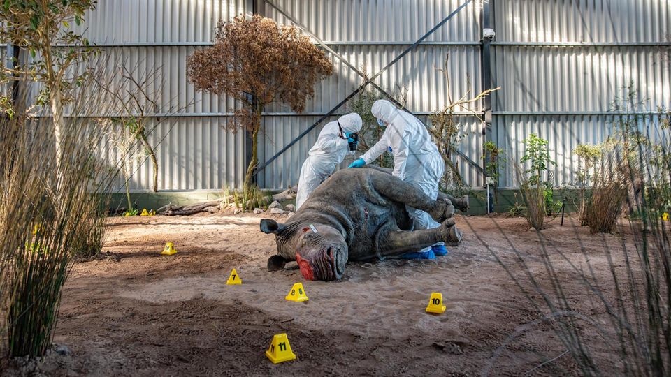 Two students in protective suits inspect a stuffed rhino lying on the ground