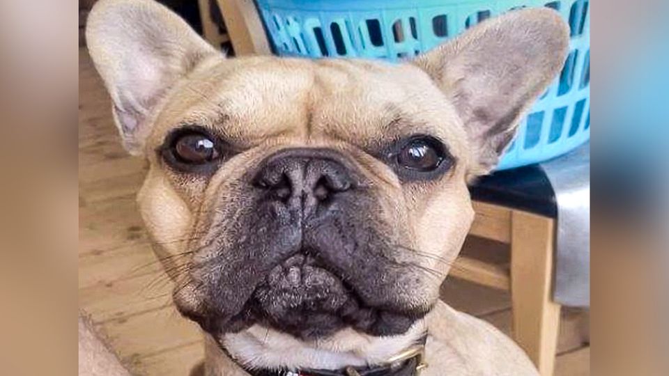 Ecstasy hidden in excavator: Dog photo exposes drug smugglers