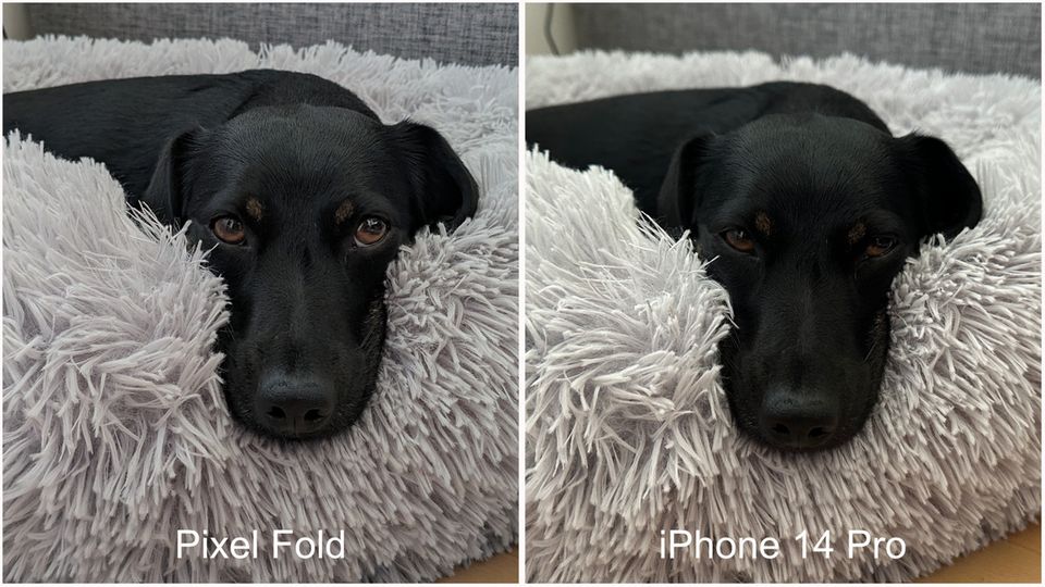 Vergleich Hundefoto