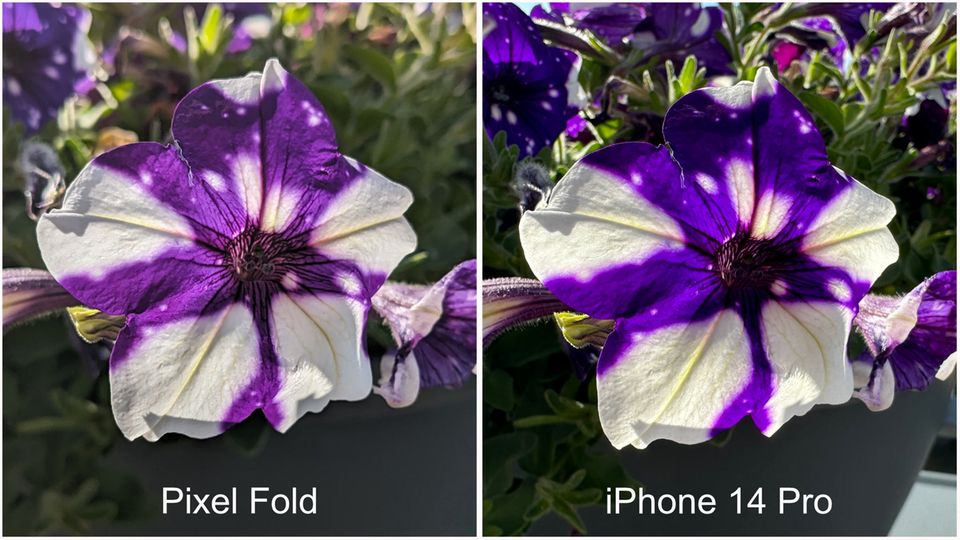 Vergleich Blüte