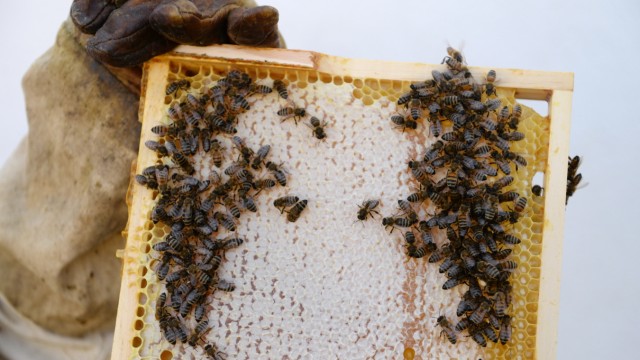 Bee tips: Beekeeping is in: Bees have also found a home on the roof of the Pasing Arcaden.
