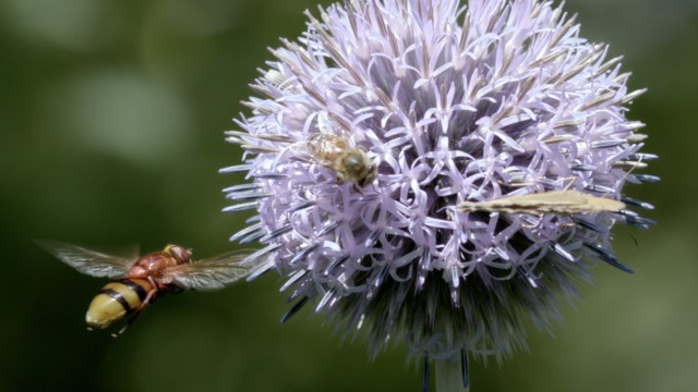 Bee Tips: Beautiful Nature Shots: The Film "A sky full of bees" can soon be seen again at the Flower Power Festival.