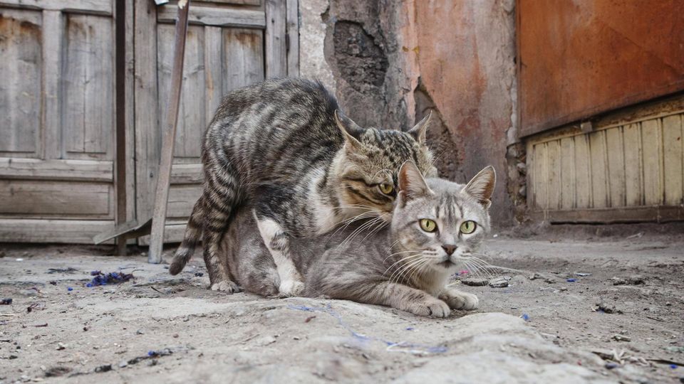 A cat and a tomcat mate