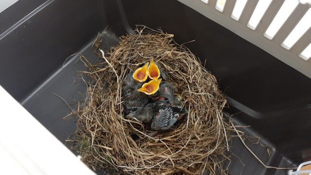 Animals gone astray: Four baby birds were rescued by the police.