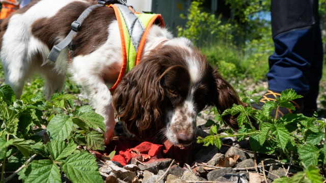 Second regular route: On target: sniffer dog Finya has discovered the scent bait.