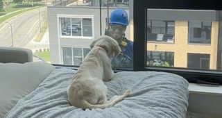 Illustration of the article: The adorable reaction of a Golden Retriever puppy to a busy window cleaner (video)