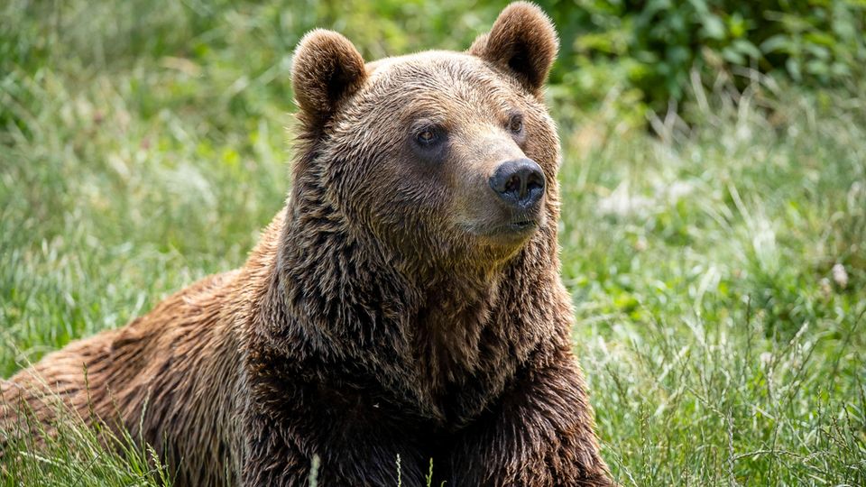 A European brown bear sits in the grass