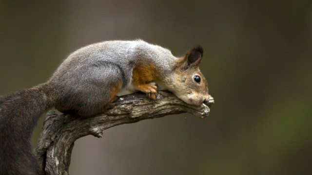 Behavioral Biology: Tired: Squirrel takes a break