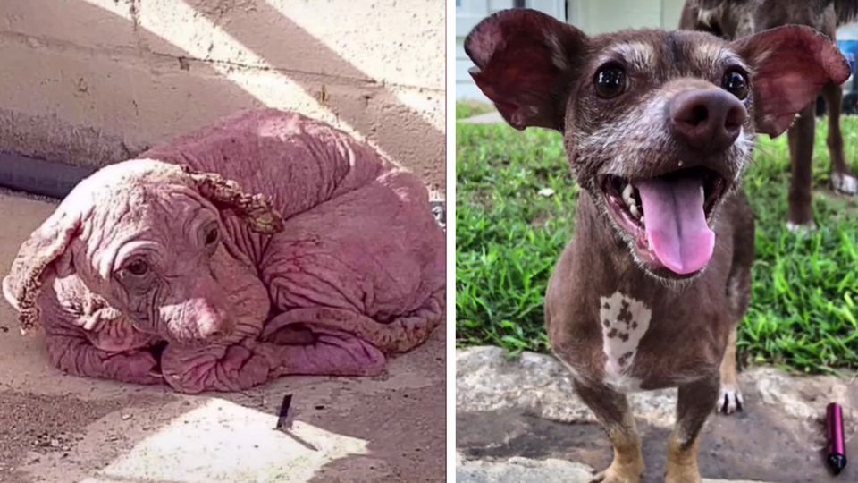 A dog before and after he was adopted from a shelter