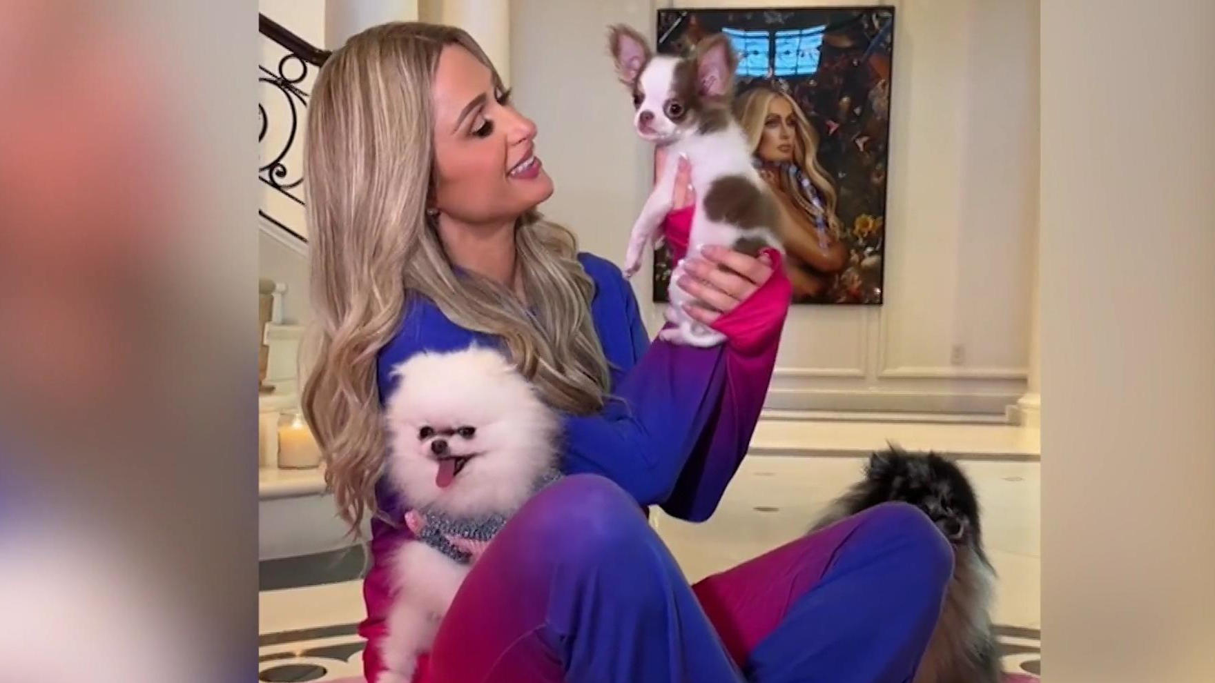 Her new Chihuahua gets her in trouble with PETA!  New luck for Paris Hilton?