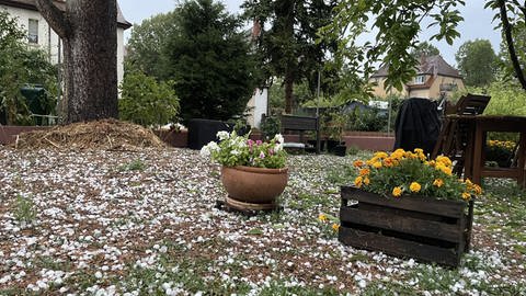 Hailstones in a garden in Kehl in the Ortenau district.  (Photo: SWR)