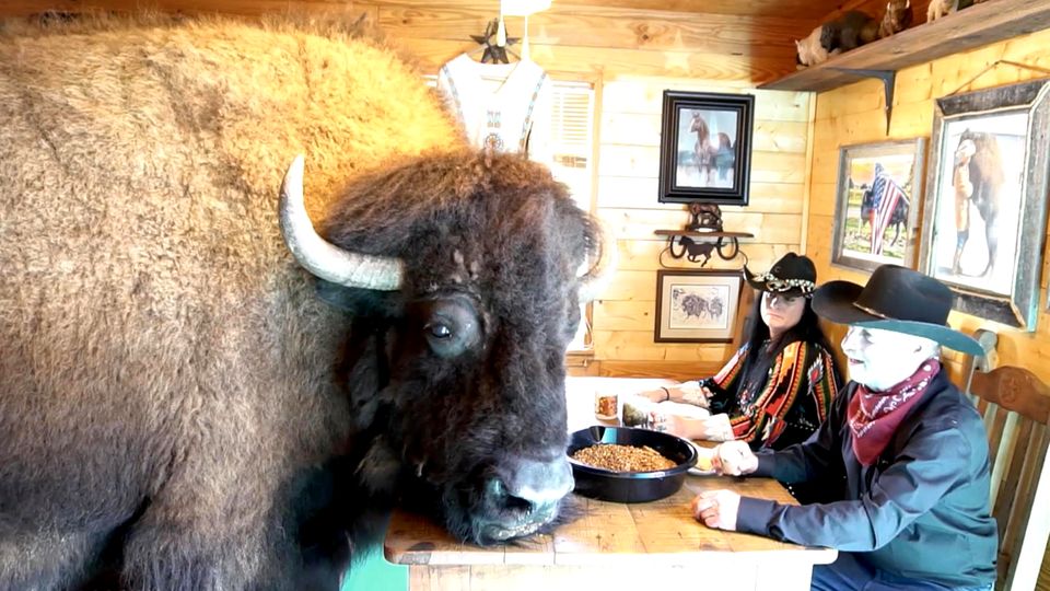 Bison as pets: This family has found a bizarre dog substitute
