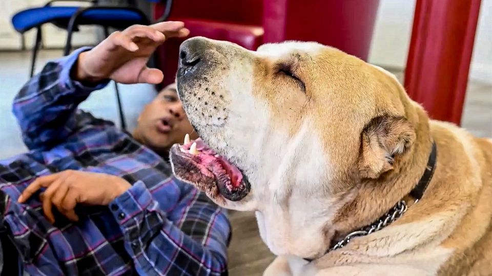 "is that a lion": XXL dog Kenzo eats his master's hair off his head