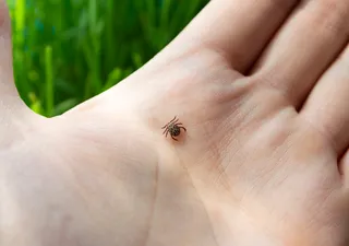 How to prevent a tick bite and how to react to it!
