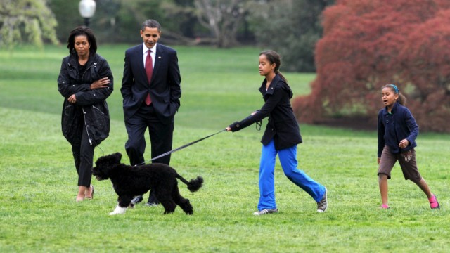 Probleme mit Bidens Hund: Bo, der Portugiesische Wasserhund der Familie Obama, hat den Sicherheitsleuten im Weißen Haus wohl mehr Freude bereitet. Das Bild stammt aus dem Jahr 2009.