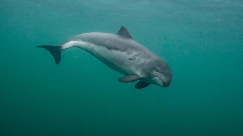 A harbor porpoise underwater in the sea off the Shetland Islands