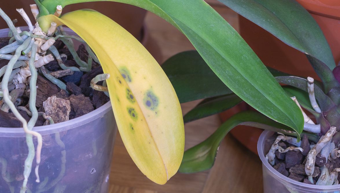 Infection Fongique Sur Orchidée