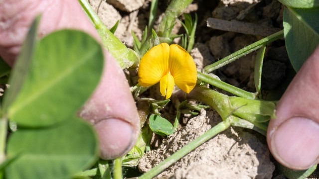 Agriculture in Bavaria: The blossom of a peanut plant on a test field near Ruhstorf an der Rott.  In view of climate change, the cultivation of field crops will change fundamentally, experts are convinced.