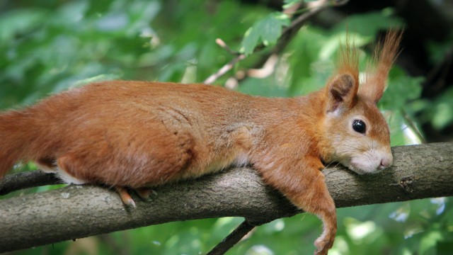 Behavioral Biology: Exhausted: Squirrel is resting on a branch.