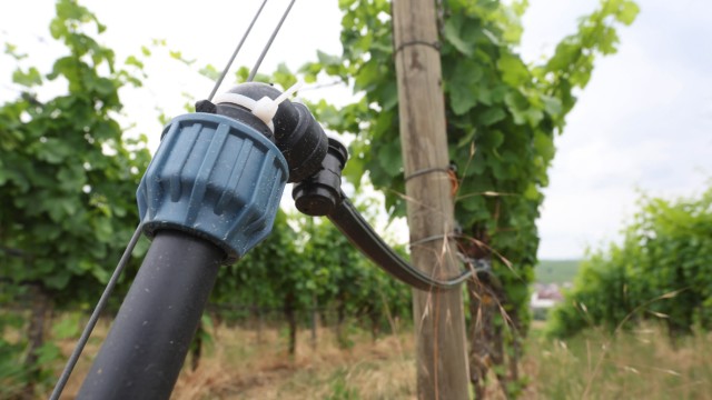 Climate change: A drip irrigation hose is attached to a vine.  Franken's viticulture president Steinmann has long been appealing to winegrowers to deal with the issue of artificial irrigation in view of climate change.