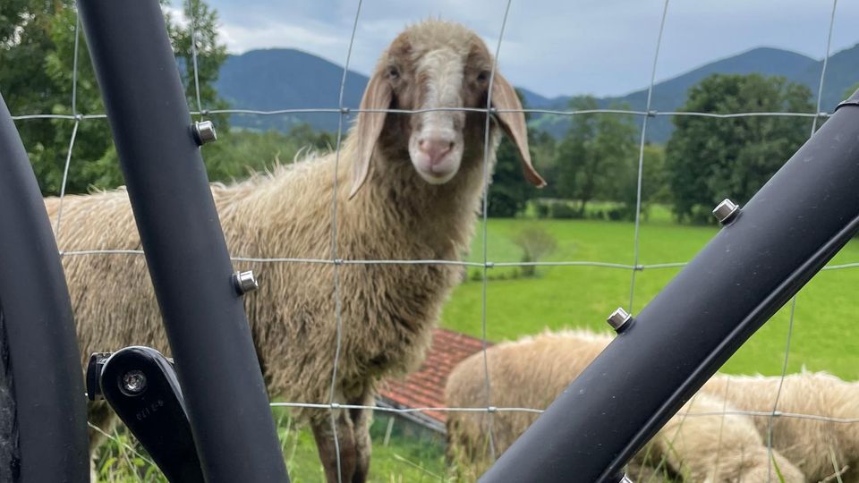 A sheep looks through the frame of a bicycle