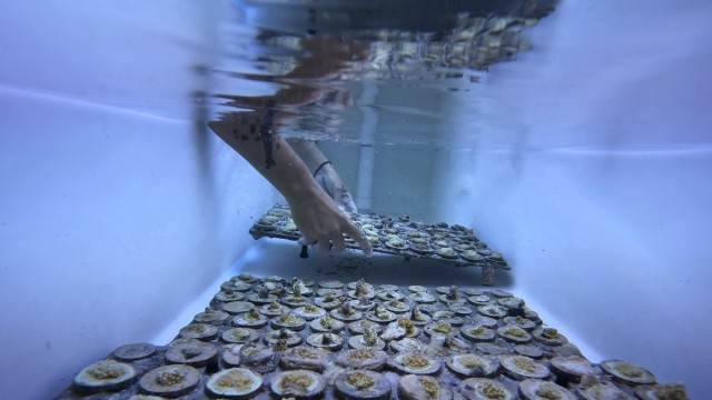 Hitzewelle in den Ozeanen: Ein Mitarbeiter der University of Miami platziert Baby-Korallen aus einer Nursery im offenen Meer in einem Labor-Tank. Im Ozean würden die Nesseltiere die aktuelle Hitzewelle wahrscheinlich nicht überleben.