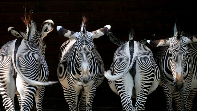 Free time: Grevy's zebras in the Augsburg Zoo - the species is highly endangered.