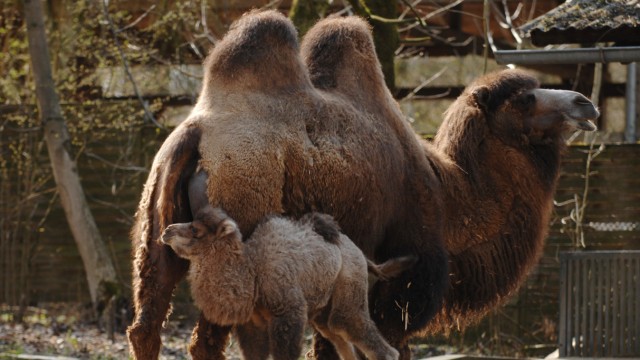 Free time: The Bactrian camels should get a new facility.  There is a fundraiser for this in the Tiergarten Straubing.