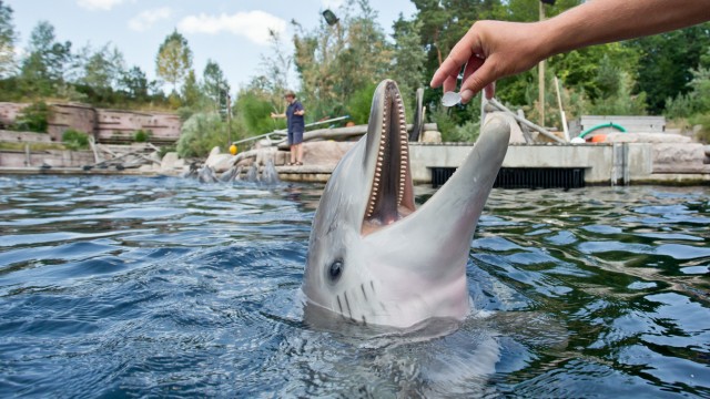 Leisure: The zoo has had dolphins since August 13, 1971, and in the summer of 2011 the first outdoor facility for bottlenose dolphins in Germany was opened with the dolphin lagoon in Nuremberg.