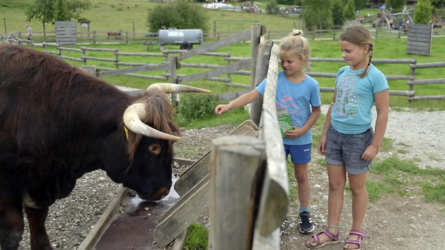 Leisure: You can get very close to the oxen in the mountain animal park.