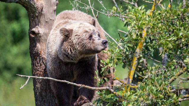 Leisure: The brown bears Mia, Maja, Mette and Molly live in Poing on 30,000 square meters.