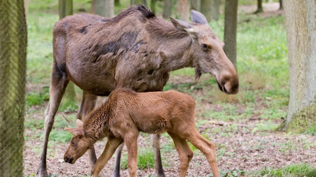 Leisure: The Schweinfurt wildlife park is the only one in Lower Franconia that keeps moose.