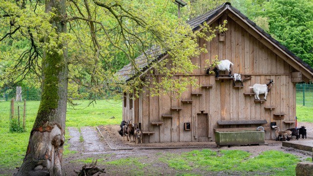 Leisure: Up and down stairs: the goats in the Höllohe wildlife and leisure park are real climbing artists.