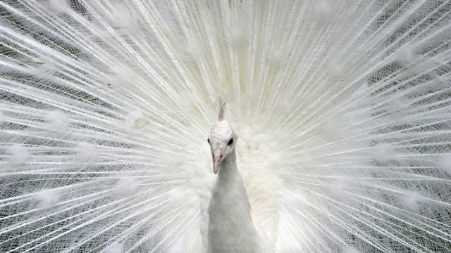 Leisure: A white peacock shows itself in all its glory in the Abensberg Bird Park.
