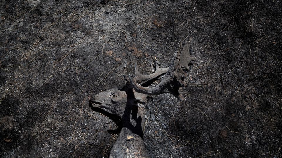 A burnt Dama Dama deer in Rhodes