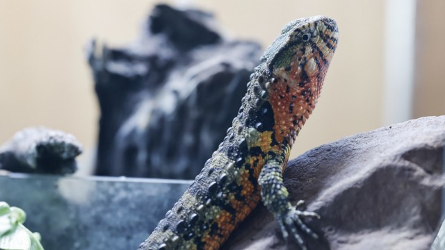 Animal Welfare: Spectacular: A Chinese crocodile-tailed hump lizard in a private terrarium.