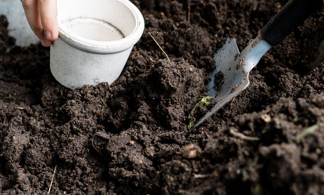 Sow Seed In Damp Soil