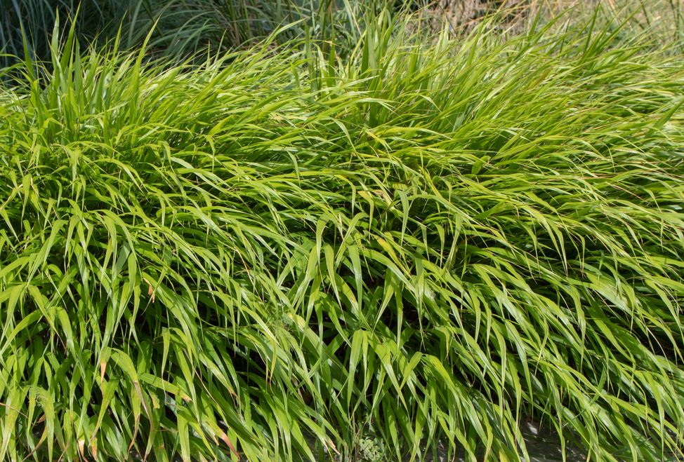Japanese Grass