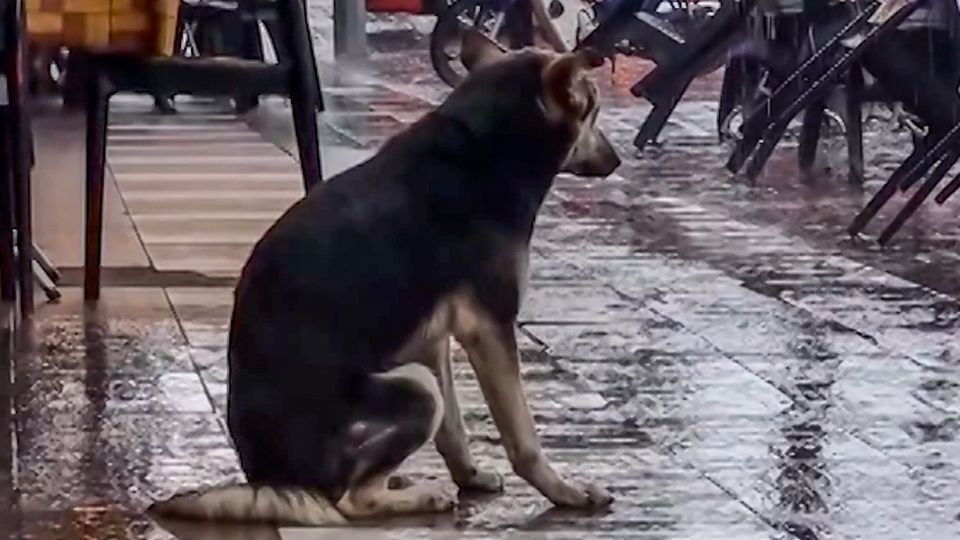 Loyal four-legged friend: The bitch waits for her owner in the rain for days - a coincidence brings the happy ending