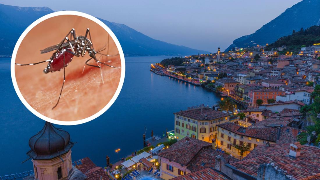 Mosquito alarm on Lake Garda: holiday resorts take action after cases of dengue fever.  Anti-mosquito decree issued. 