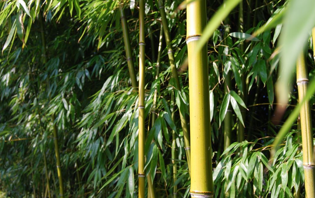 Sacred Bamboo