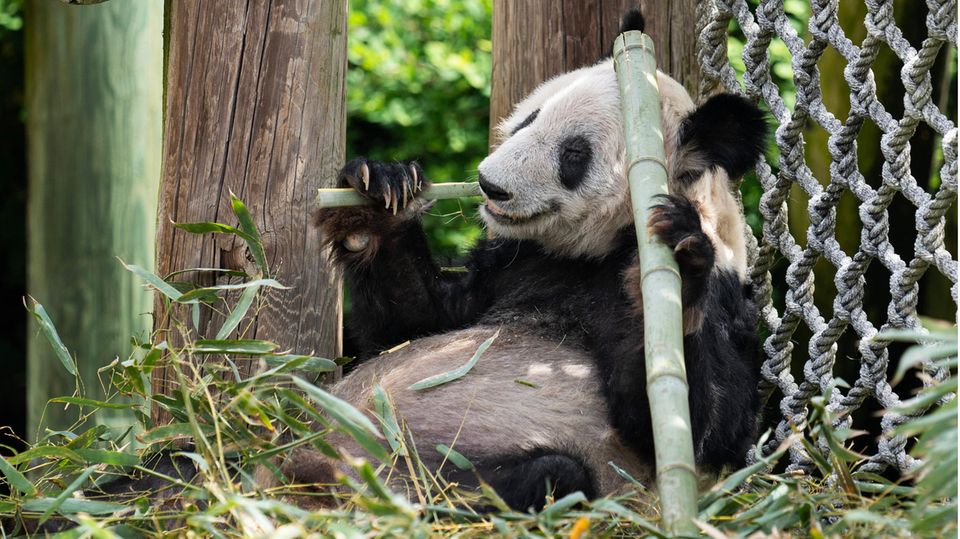 The panda bear Ya Ya at the zoo in Memphis.  A few days ago, the giant panda returned to China after 20 years.