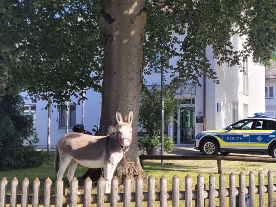 Die zuvor ausgerissene Eselin Lotte steht an einem Baum angebunden an der Polizeiinspektion Füssen