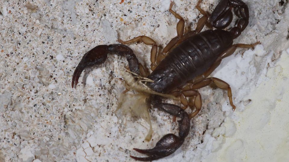 Der Skorpion hatte Glück und wurde in den Tierpark Göppingen gebracht. Das Symbolbild zeigt ein anderes Exemplar dieser Tierart aus Kroatien
