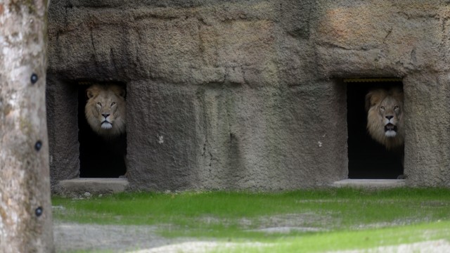 Leisure: Hills and caves in the African savannah style: Munich Zoo has had a new lion enclosure since May 2022.