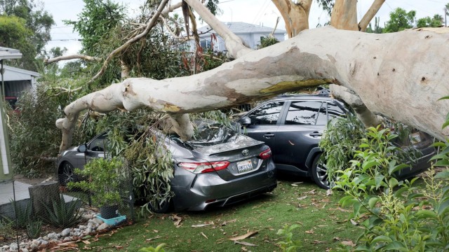 California: A huge eucalyptus tree landed on two cars - the owners in the house next door were not injured.