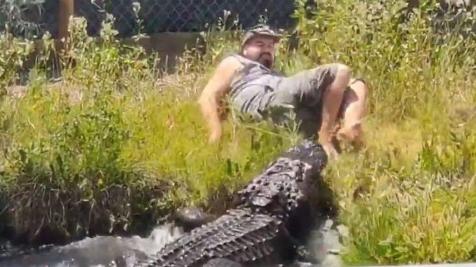 Leg or turkey?  Alligator Elvis is hungry: keeper narrowly escapes attack!