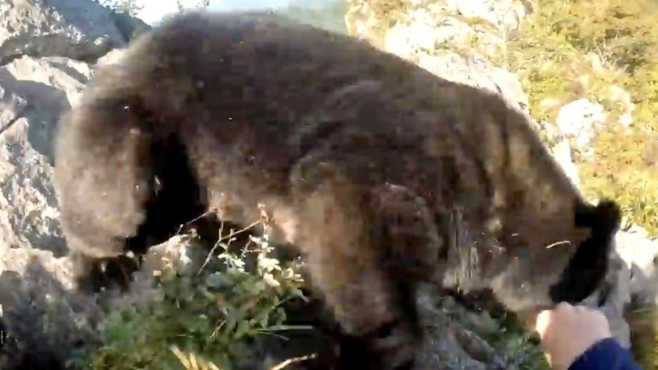 Incredible fight: Bear attacks mountain climbers - and falls into the depths