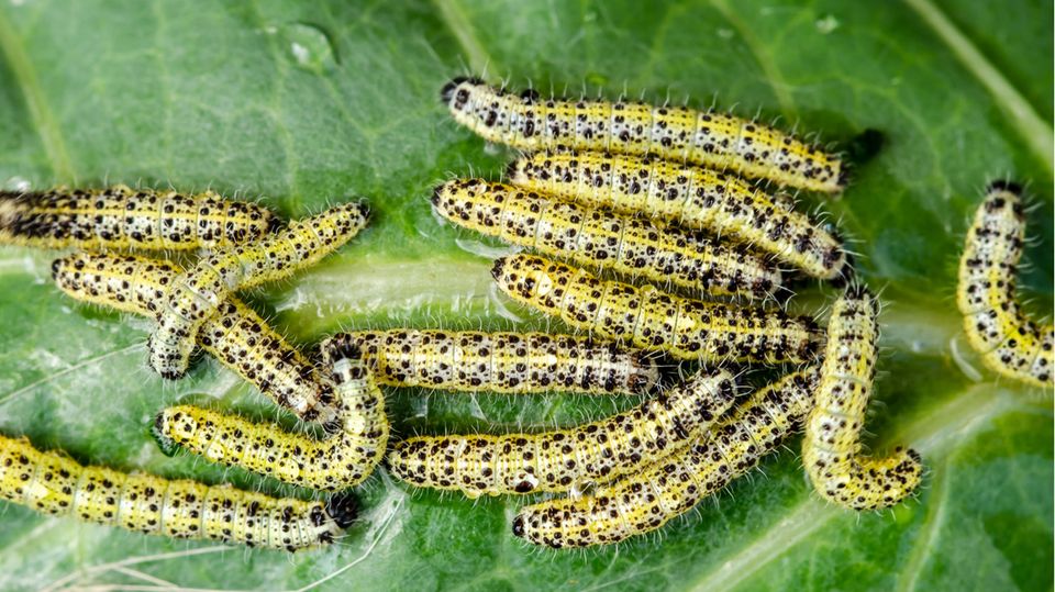 Crawling caterpillars of the large white cabbage butterfly